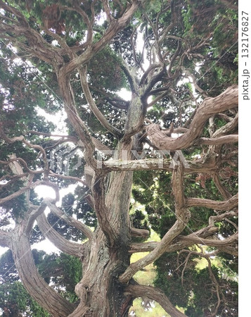 大きな木 132176827