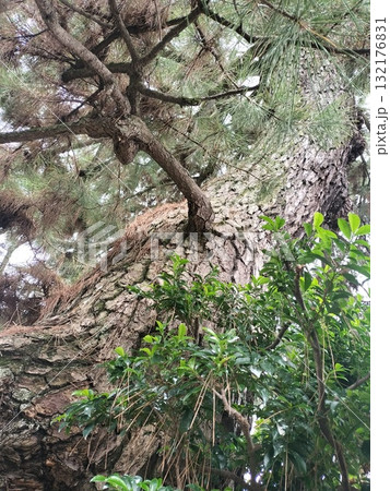 岩に生える木 132176831