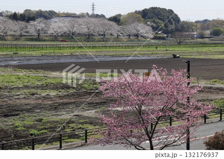 ソメイヨシノと寒緋桜の並木道 さいたま市見沼区 ソメイヨシノと寒緋桜の並木道 さいたま市見沼区 132176937