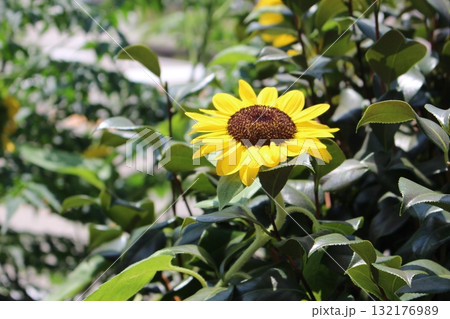 夏の花のある風景　ひまわり。。 132176989