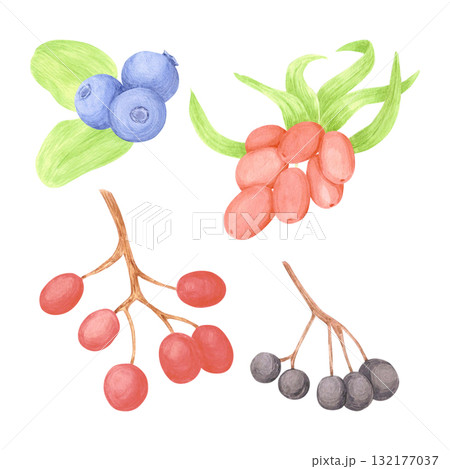 Hand drawn watercolor sea buckthorn bilberry rosehips snakeberry with green leaves. Illustration of berries isolated on white background. Can be used for postcard, label and other printed products. Hand drawn watercolor sea buckthorn bilberry rosehips snakeberry with green leaves. Illustration of berries isolated on white background. Can be used for postcard, label and other printed products. 132177037