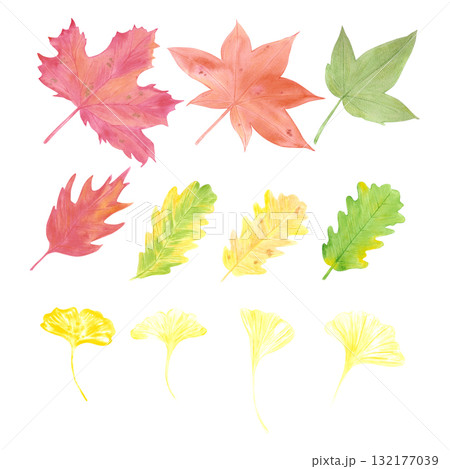 Hand drawn watercolor autumn leaves set. Illustration of oak gingko maple plane tree leaves isolated on white background. Can be used for postcard, label and other printed products. Hand drawn watercolor autumn leaves set. Illustration of oak gingko maple plane tree leaves isolated on white background. Can be used for postcard, label and other printed products. 132177039