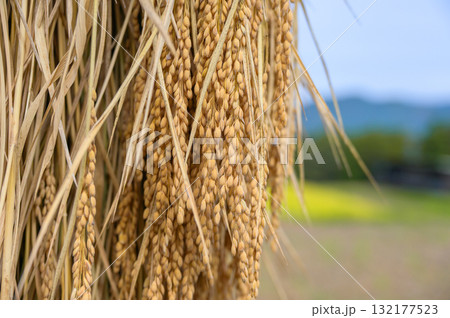 【新米】稲架掛け 132177523