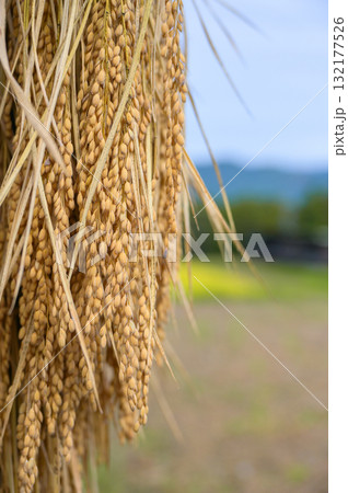【新米】稲架掛け 132177526