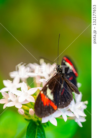 Postman butterfly Heliconius melpomene feeding on a flower. The vivid red, black, and yellow wings 132177653