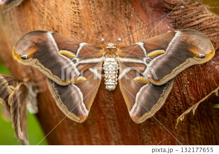 Close-up of an Atlas moth Attacus atlas, one of the largest moths in the world, resting on tree bark Close-up of an Atlas moth Attacus atlas, one of the largest moths in the world, resting on tree bark 132177655