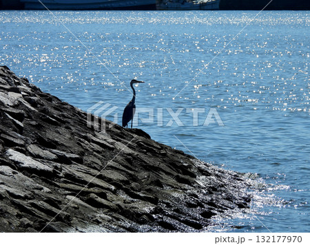 波打ち際で海を見ている鳥 波打ち際で海を見ている鳥 132177970