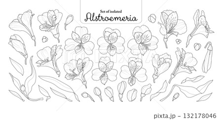 Set of Alstroemeria flower, lily of the Incas, in black outline and white plain, isolated on transparent background, hand-drawn botanical illustration. 132178046