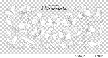 Set of Alstroemeria flower, lily of the Incas, in black outline and white plain, isolated on transparent background, hand-drawn botanical illustration. 132178046