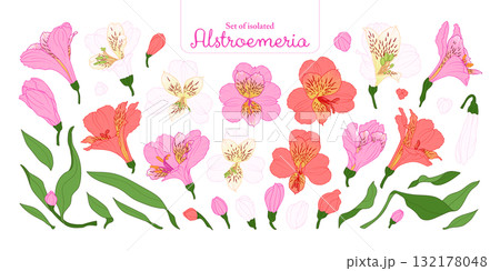 Set of Alstroemeria flower in pink, red and white color, isolated on transparent background, hand-drawn botanical illustration. Set of Alstroemeria flower in pink, red and white color, isolated on transparent background, hand-drawn botanical illustration. 132178048