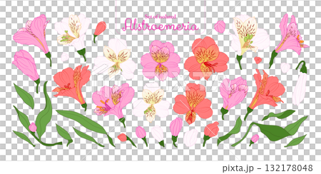 Set of Alstroemeria flower in pink, red and white color, isolated on transparent background, hand-drawn botanical illustration. 132178048
