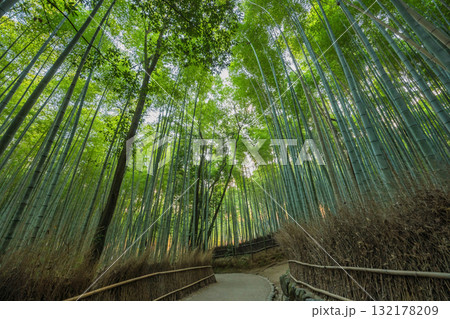 Arashiyama Kyoto Japan, Bamboo Forest in autumn season 132178209