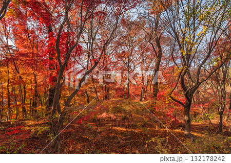 Seoul South Korea, red maple tree leaf at Samcheong Park in autumn season Seoul South Korea, red maple tree leaf at Samcheong Park in autumn season 132178242