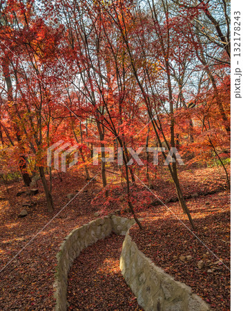 Seoul South Korea, red maple tree leaf at Samcheong Park in autumn season Seoul South Korea, red maple tree leaf at Samcheong Park in autumn season 132178243