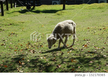 ひつじ 132178365