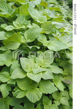 青々としたしその葉 青々としたしその葉 132178508