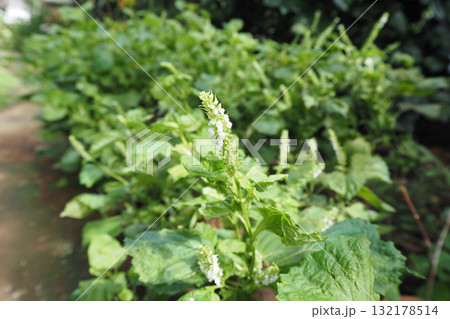 シソの花 132178514