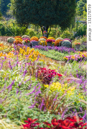 ぎふワールド・ローズガーデン、秋の花壇〈岐阜県可児市〉 ぎふワールド・ローズガーデン、秋の花壇〈岐阜県可児市〉 132178759