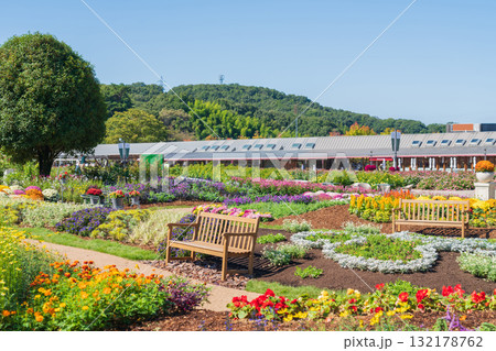 ぎふワールド・ローズガーデン、秋の花壇〈岐阜県可児市〉 ぎふワールド・ローズガーデン、秋の花壇〈岐阜県可児市〉 132178762