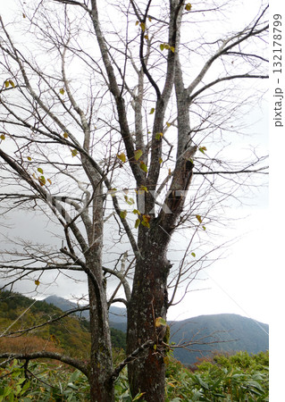 国道286号笹谷峠の秋の風景 国道286号笹谷峠の秋の風景 132178799