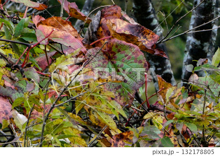 国道286号笹谷峠の秋の風景 132178805