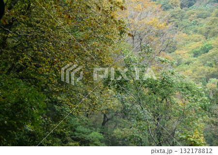 国道286号笹谷峠の秋の風景壁紙 132178812