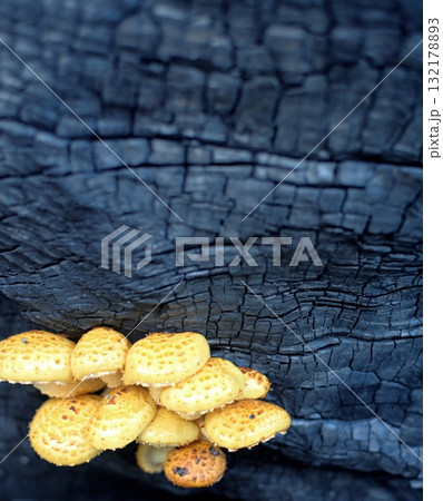 Small yellow mushrooms sprouted on a burnt tree. A theme of ecology, global warming, and rebirth. 132178893