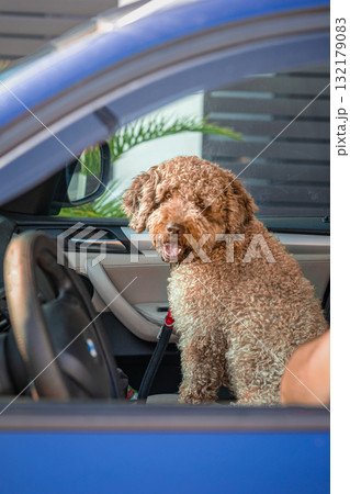 Happy curly-haired dog sitting in passenger seat of blue car, looking through open door with excitement. Concept of traveling with pet and joyful dog companionship 132179083