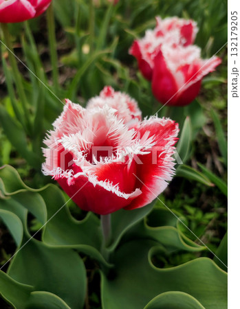 Tulip. Beautiful blooming tulip flower. Blooming tulip flower with red petal in inflorescence on sunny spring morning. Blooming of blossoming white tulip flower growing in ground. Natural background Tulip. Beautiful blooming tulip flower. Blooming tulip flower with red petal in inflorescence on sunny spring morning. Blooming of blossoming white tulip flower growing in ground. Natural background 132179205