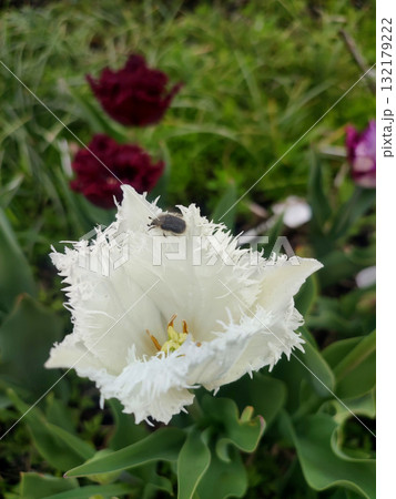 Tulip. Beautiful blooming tulip flower. Blooming tulip flower with white petal in inflorescence on sunny spring morning. Blooming of blossoming white tulip flower growing ground. Natural background 132179222