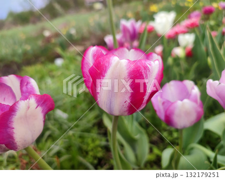 Tulip. Beautiful blooming tulip flower. Blooming tulip flower with pink petal in inflorescence on sunny spring morning. Blooming of blossoming red tulip flower growing in ground. Natural background Tulip. Beautiful blooming tulip flower. Blooming tulip flower with pink petal in inflorescence on sunny spring morning. Blooming of blossoming red tulip flower growing in ground. Natural background 132179251