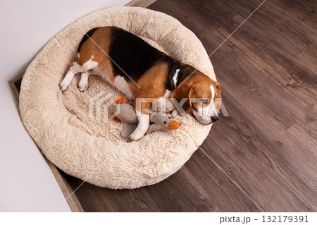 Beagle dog sleeping on soft dog bed 132179391