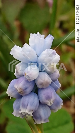淡い青紫色のムスカリの花/春を告げる可憐な花のマクロ写真 淡い青紫色のムスカリの花/春を告げる可憐な花のマクロ写真 132179408