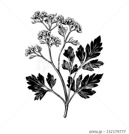 Botanical illustration of flowering parsley herb with detailed leaves and blossoms in black ink style on a plain white background Botanical illustration of flowering parsley herb with detailed leaves and blossoms in black ink style on a plain white background 132179777