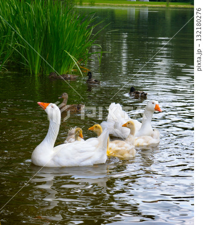 Domestic Goose Family with Goslings Swimming in a Park Pond 132180276