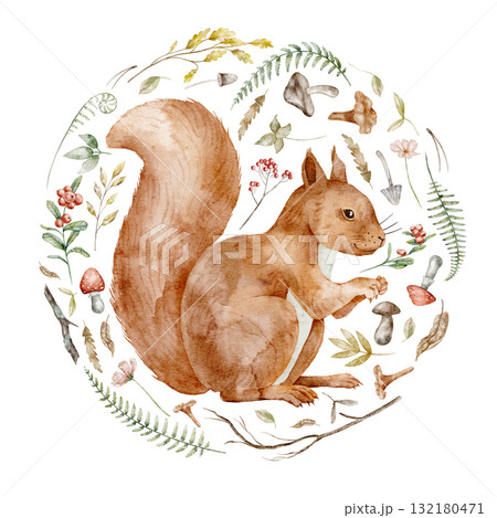 Squirrel watercolor illustration surrounded by woodland elements including mushrooms, leaves, and berries. Drawing of forest animal with autumn plants for nursery poster or greeting cards and invites. 132180471