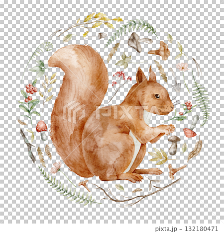 Squirrel watercolor illustration surrounded by woodland elements including mushrooms, leaves, and berries. Drawing of forest animal with autumn plants for nursery poster or greeting cards and invites. Squirrel watercolor illustration surrounded by woodland elements including mushrooms, leaves, and berries. Drawing of forest animal with autumn plants for nursery poster or greeting cards and invites. 132180471