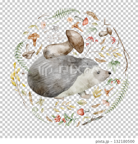 Hedgehog surrounded by forest elements Watercolor illustration. Drawing of forest animal with mushrooms, leaves, and berries in circle for Baby invitations or childish woodland greeting cards. Hedgehog surrounded by forest elements Watercolor illustration. Drawing of forest animal with mushrooms, leaves, and berries in circle for Baby invitations or childish woodland greeting cards. 132180500
