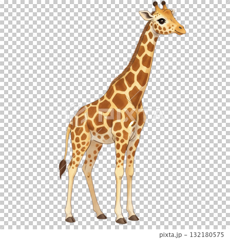 Giraffe Giraffe 132180575