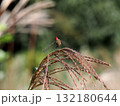 アキアカネ（秋茜） 132180644