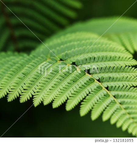 Close Up of Green Mimosa Leaves in Natural Light 132181055