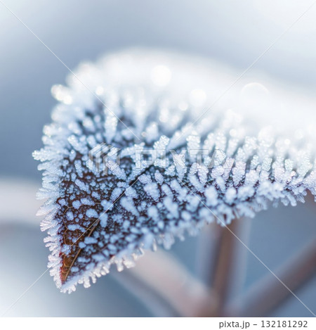 Frosted Leaf Detailed Macro Shot with Wintery White Backlight Sparkle Frosted Leaf Detailed Macro Shot with Wintery White Backlight Sparkle 132181292