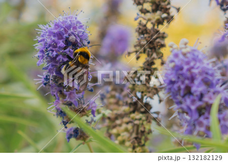 Fuzzy Bumblebee collecting nectar from lavender-purple Vitex agnus-castus flowers 132182129