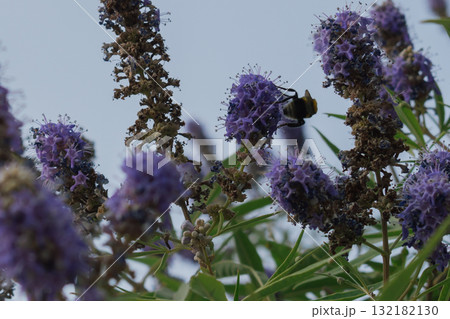 Fuzzy Bumblebee collecting nectar from lavender-purple Vitex agnus-castus flowers 132182130