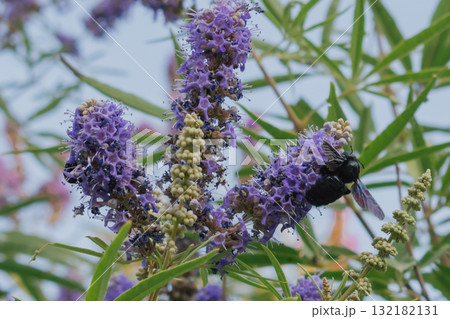 Black Carpenter Bee gathering nectar from lavender-purple Vitex flowers 132182131