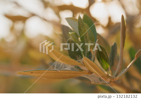 Olive tree branch affected by spider mites and white webbing. Pest infestation on foliage 132182132