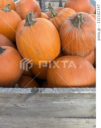 木箱いっぱいのパンプキン／Pumpkins in a Wooden Crate Outdoors 132182147