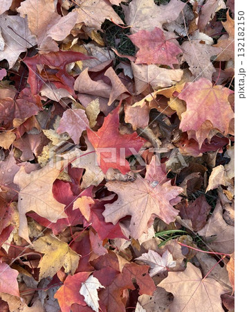 カナダの紅葉の落ち葉／Colorful Fallen Maple Leaves in Canada 132182150
