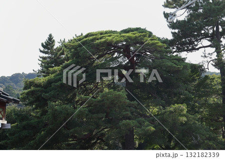 伊勢神宮外宮の森 132182339