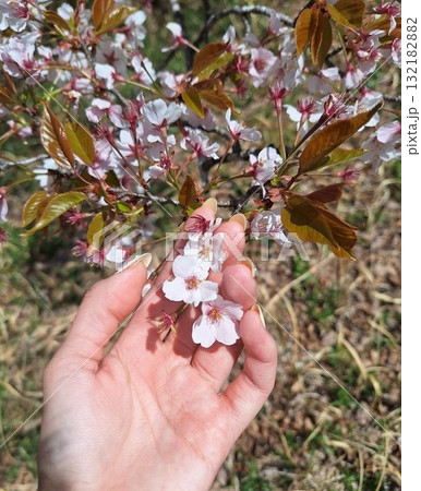 桜の花びら 132182882